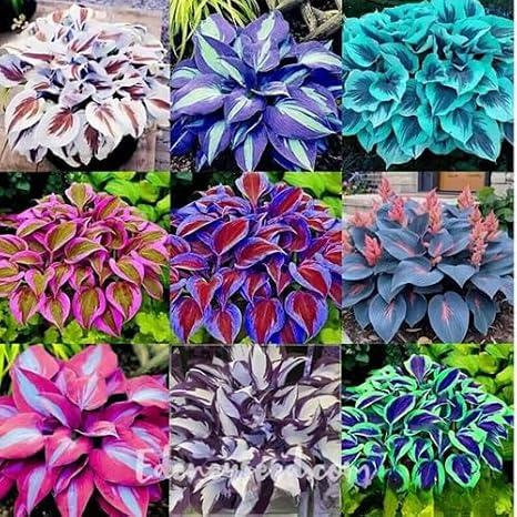100Pcs Mixed Hosta Plant Seeds