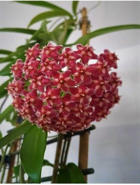 Bitkim Sende Mum Çiçeği Kırmızı, 20-25 cm, Hoya Carnosa, İç Mekan Bitkisi
