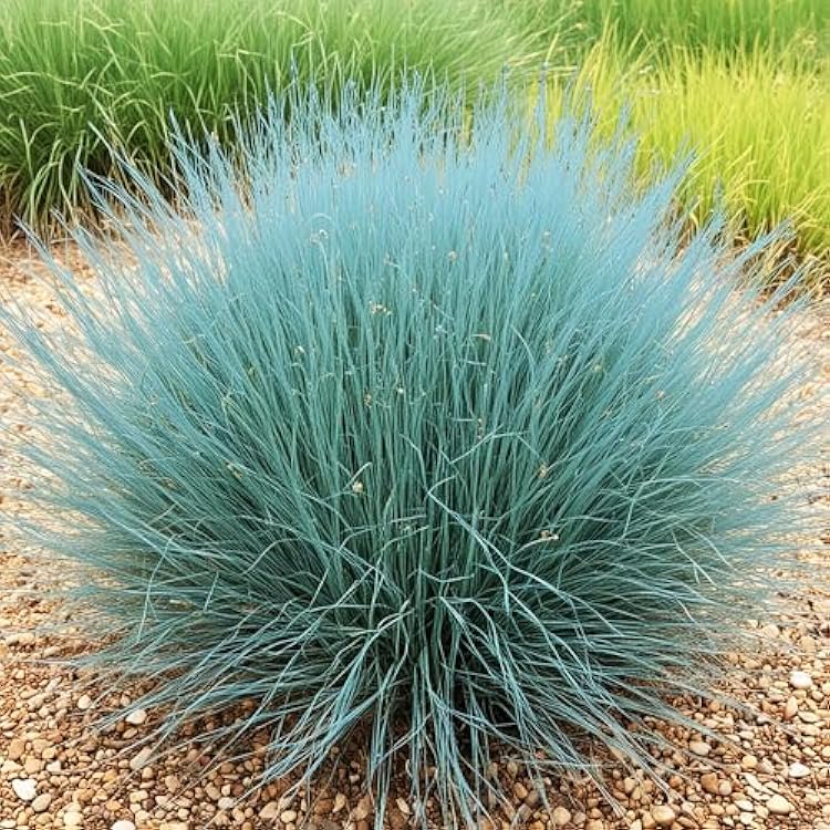 KVITER 100 Blue Fescue Grass Seeds Festuca Glauca Sheep Fescue Seed, Perennial Ornamental Grass, Heirloom Seeds Non GMO Organic Fast Growing & Drought Resistant Grass Seed for Outdoor Gardens