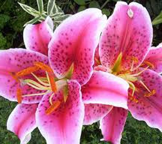 Roberta's 12-Piece Oriental Stargazer Lily Collection