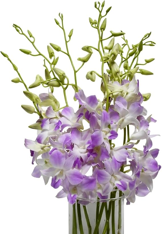 eflowerwholesale - Fresh Dendrobium Orchids Light Pink Lavender Tone 10 stems with vase
