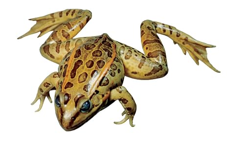 Frey Choice Preserved Grass Frogs, Double Injected 3-1/2 to 4 Inches, Pack of 10