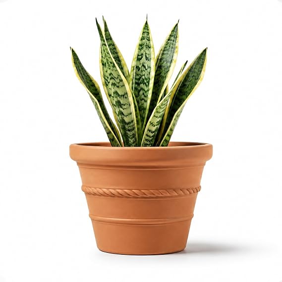 vensovo 8 Inch Terracotta Pot for Plants, Rope Pattern with Drainage Hole