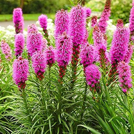 Seeds Pink Dense Blazing Star - Giant Liatris - Perennial Flowers for Planting - GMO Free