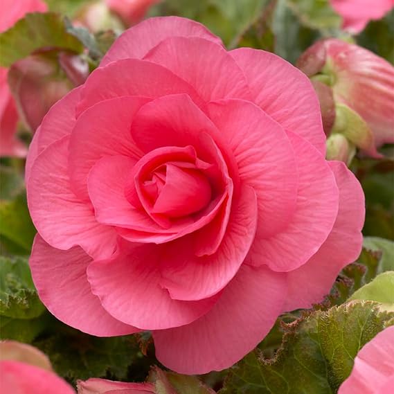 Votaniki Double Pink Begonia Bulbs- Spectacular Flowers, Perennial Pink Begonia | Summer Flowering Bulbs - Easy to Grow (10 Pack)