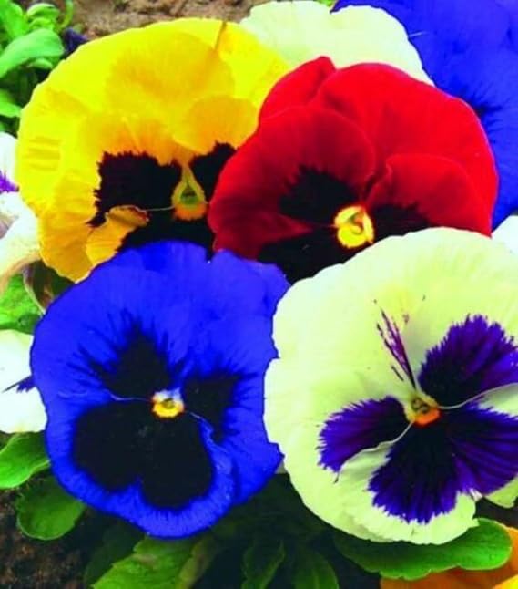 Seeds Viola Swiss Giant Mix (Purple, Red, Yellow, White, Black) Pansy Biennial Flower Non GMO