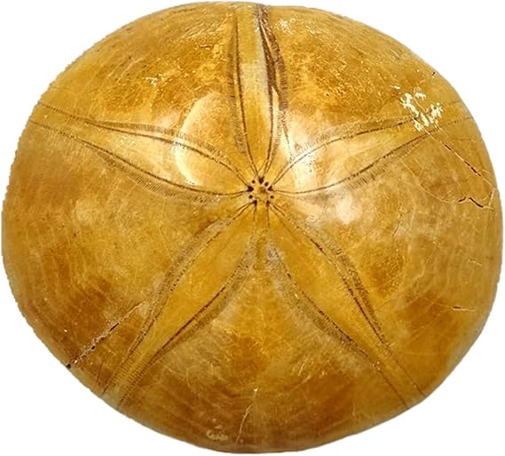 Natural Sea Urchin Fossils, Sea Star Echinoderms Paleontological Fossils Science Teaching Specimen Collection Ornaments