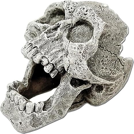 BLUE RIBBON PET PRODUCTS 006072 Exotic Environments Cracked Human Skull, Mini