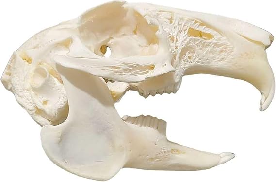 Rabbit Skull Specimen - Educational Animal Skeleton Bone Model - Rabbit Skeleton Embedded Specimen Animals Bones Model,White,17Cm