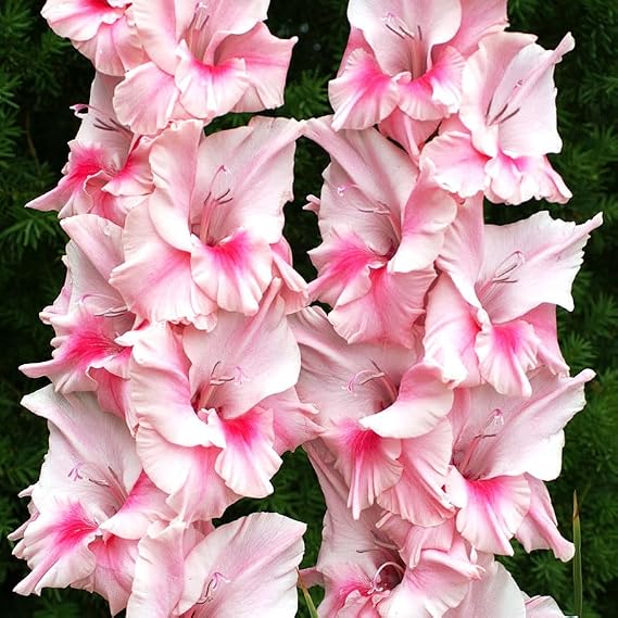 Tampico Pink Gladiolus - 10 Bulbs per Pack - Attracts Butterflies and Hummingbirds - Deer Resistant - Good as Cut Flowers - Grows Well in Containers - Perennializing