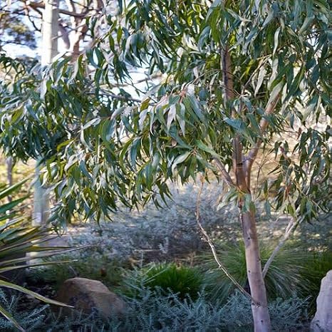 25pcs Eucalyptus Tree Seeds Green