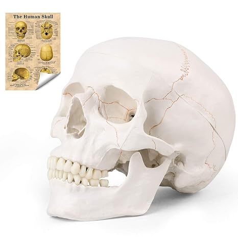 LYOU Human Skull Model, Life Size Human Skull Head, Model Human Anatomy Head Skeleton Model for Learning, (Line Painted Skull)