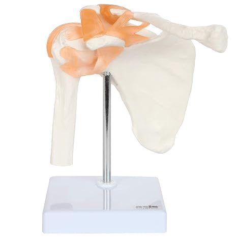 Axis Scientific Human Shoulder Joint Model with Functional Ligaments