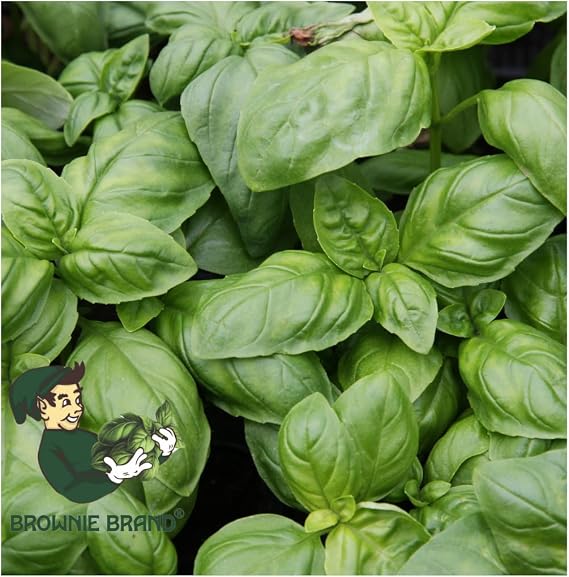 Brownie Brand Genovese Basil Seeds Premium Non-GMO Heirloom Herb Seeds for Indoor & Outdoor Gardening, Perfect for Pots, Garden Beds, and Hydroponics Easy to Grow Aromatic Basil (1/4 Pound)