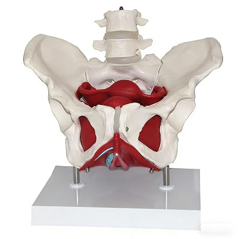 Life Size Female Pelvis Model with Pelvis, Pelvic Floor Muscles and Two Lumbar Vertebrae, Detachable Female Pelvic Floor Muscle Anatomical Model Include Base for Science Education Study