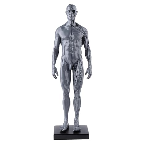 Aphrodite US Stock New Human Anatomical Anatomy Skull Head Body Model Muscle Bone (30cm) Height by Oubo