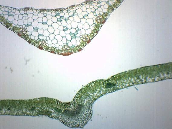 EISCO Leaves Composite - Cross Section - Prepared Microscope Slide - 75 x 25mm - Biology & Microscopy