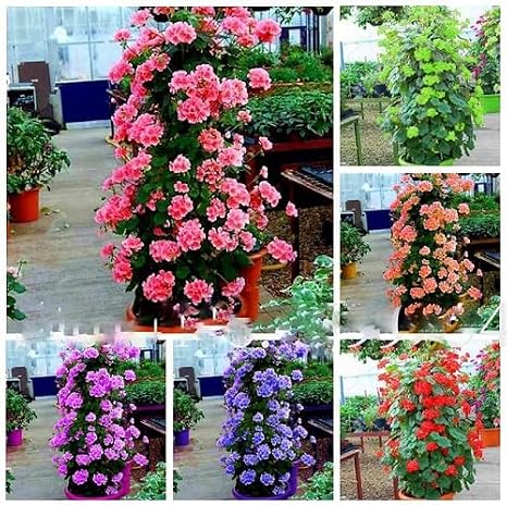 100Pcs Mixed Climbing Geranium Flower Seeds