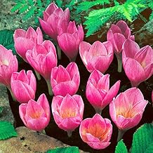 50pcs Saffron Crocus Seeds Autumn Crocus Autumn Flowering Elven Crocus Garden Crocus Seeds for Wonderful Flower Carpets