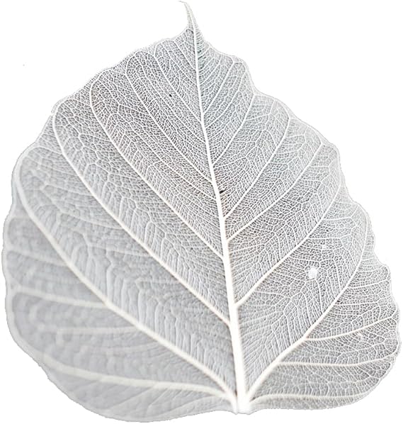 50 Pcs Bodhi Leaf Translucent Leaves Pho Bodhi Tree Veined Leaf Natural Laced Leaves Scrapbooking Craft Card Wedding (2.5-3.4 in. Natural Color)