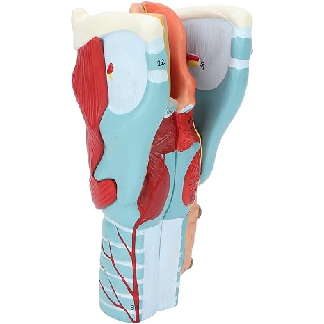 Human Larynx Model, Throat Dissection Model 2X Magnification Clear Structure Anatomy Models for Teaching Display Medical Students Study