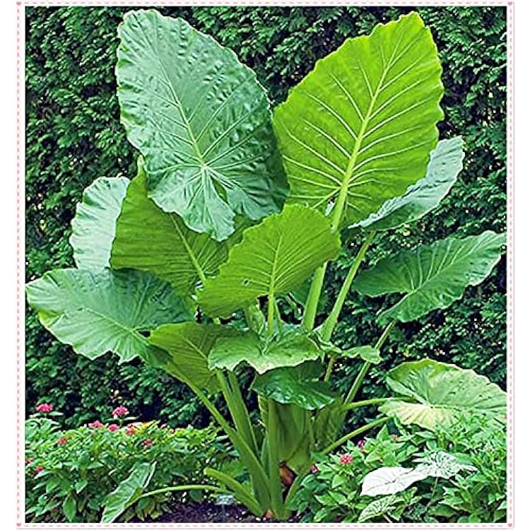 Elephant Ear Bulbs, Strong Sense of Satiety, Evergreen in All Seasons, Decorative Plants-3 Bulbs