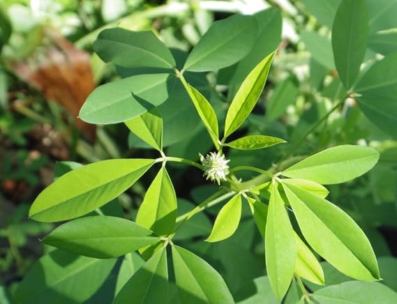 Generic New Fresh 100pcs CHIPILIN Guatemala Plant Seeds