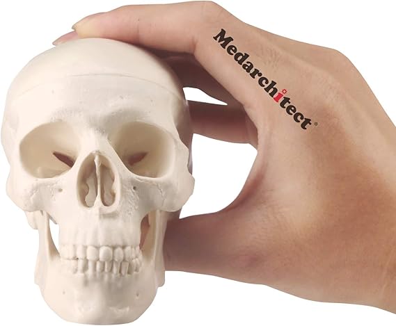 Medarchitect Mini Skull Model Small Size Human Anatomy Skull Model with Moving Jaw and Articulated Mandible for Drawing Cranium Medical Education, Decoration, Art Student Sketching