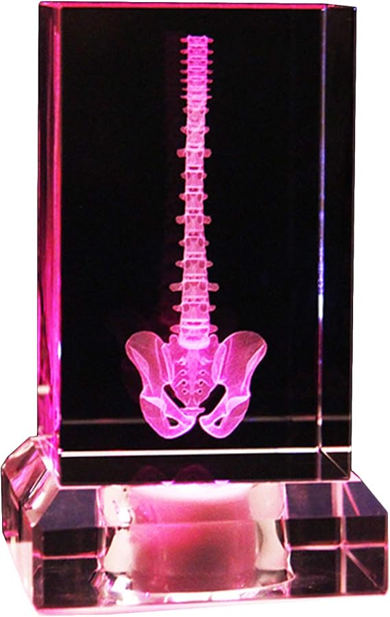 3D Human Spine Anatomical Model - Crystal Human Skeleton Model - Paperweight(Laser Etched) in Crystal Glass Cube Science Gift,B,Large Size