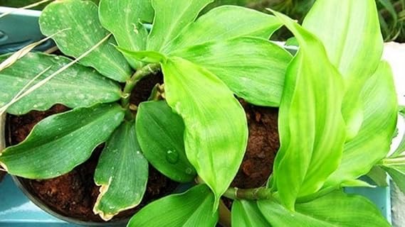 10 Pcs Costus Igneus Rhizome | Insulin Plant 100% Natural Remedy For Diabetes Control(Pack Of 10)