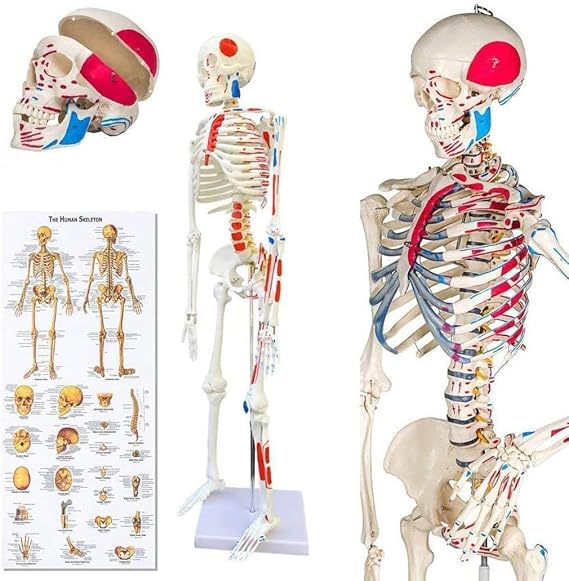 Size 85Cm Skeleton Larp Anatomical Model Of Human Skeleton With Muscles, Teeth, Teaching Tool For Medical Research