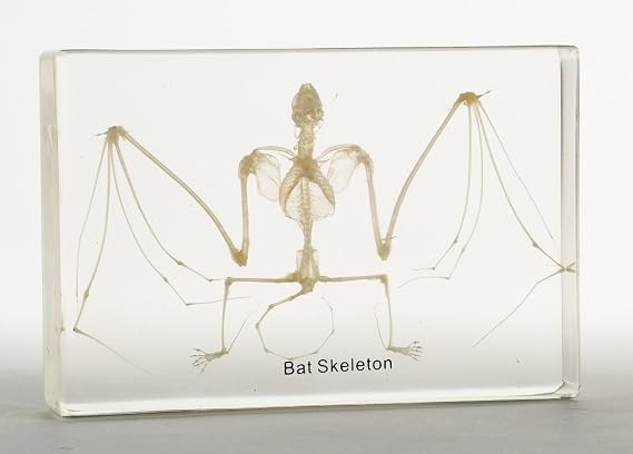 Bat Skeleton Acrylic Block