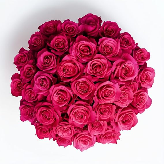 GlobalRose Fresh Cut Hot Pink Roses - 50 (2 Bundles of 25) Roses Fresh Bouquet for Birthday Anniversary Women's Day or Home Decor - Flowers Delivery Gift