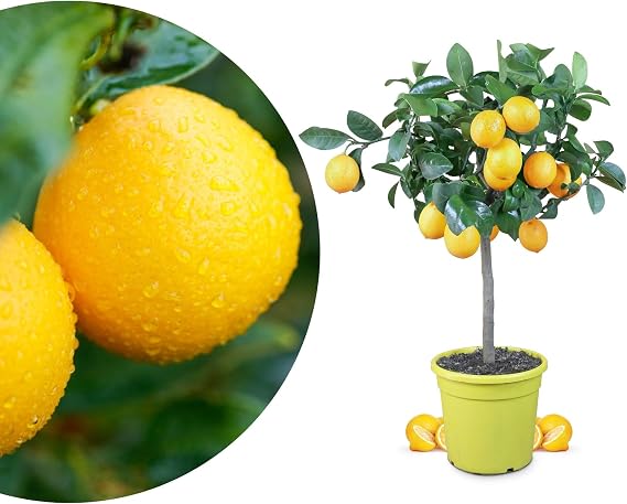 Meine Orangerie Meyer Lemon - Real Citrus Plant - Refined Lemon Tree - Citrus Lemon 'meyeri' - Meyer Lemon - Fruit Ripening Lemon Plant in Gardener Quality (Mezzo [M])