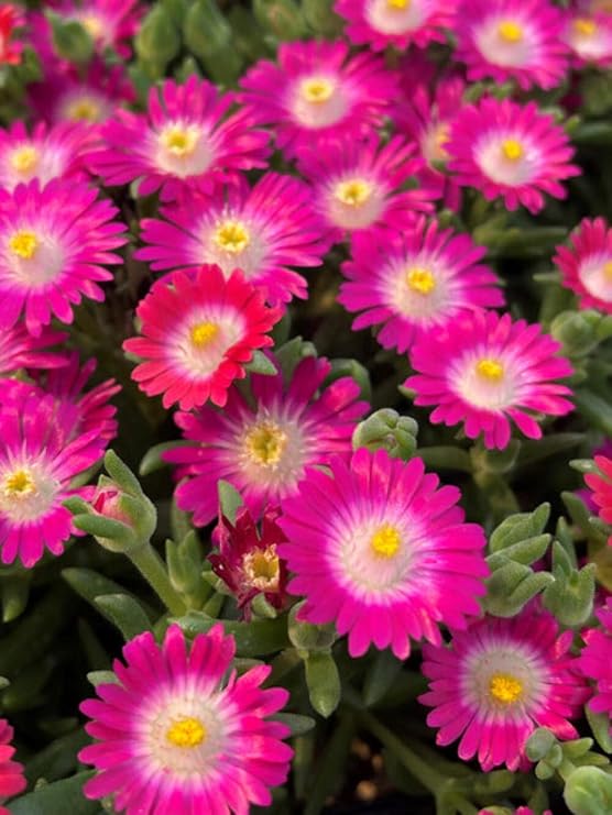 Perennial Farm Delosperma Parent (Amethyst, 1 Quart)