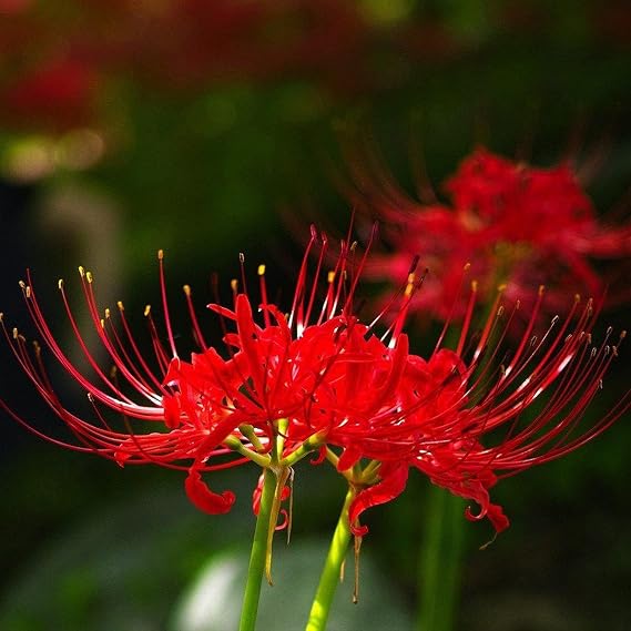 Iridescent,Perennial,Hardy,Gorgeous Spider Lily Bulbs Mix UK,Good for Containers,Flowering Rhizome,Excellent Display,Balcony Garden Bulbs.-2bulbs-A