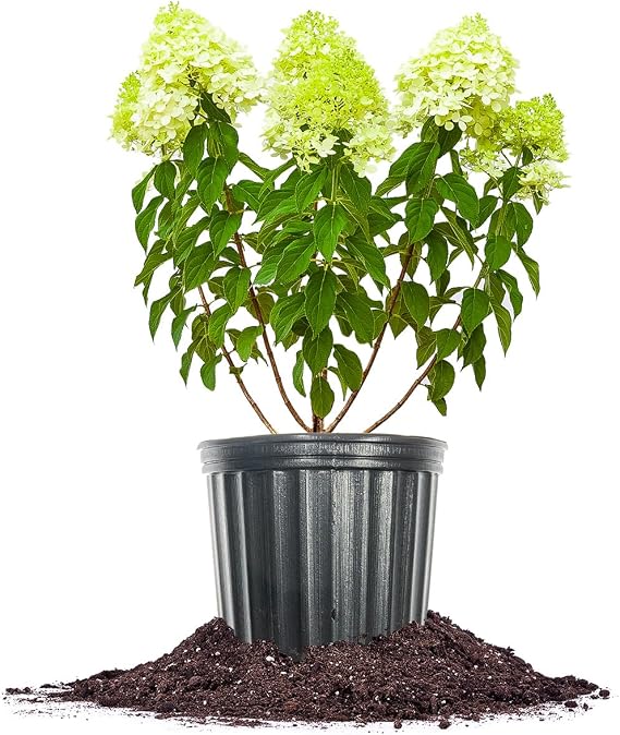Perfect Plants Limelight Hydrangea, 1 Gallon, Flowering Shrub
