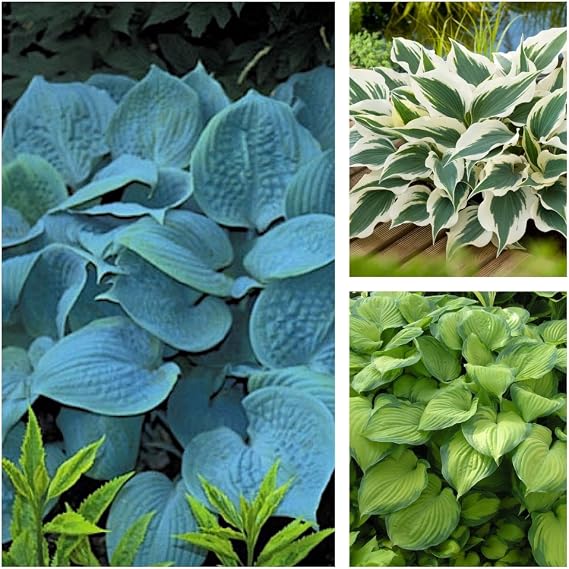 Perennials Gears 3 x Hosta Collection Funnas in Mix Heart Leaf Hardy