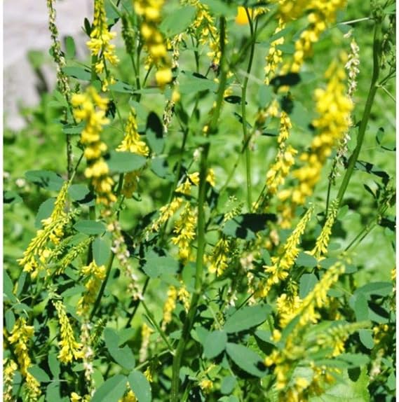 Yellow Sweet Clover (Melilotus officinalis) - Grow Now or Store for Future Planting - Capsule of 100 Seeds