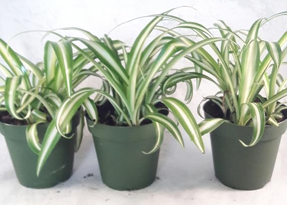Ocean Spider Plant - 4'' Pot 3 Pack for Better Growth - Cleans the Air/Easy to Grow