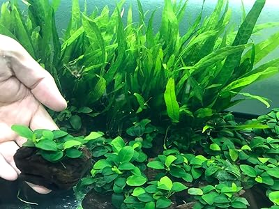 Anubia Petite on Lava Rock 2-3 Inches