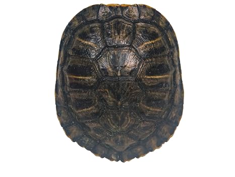 4-5" Red Ear Turtle Shell (227GS-0405)