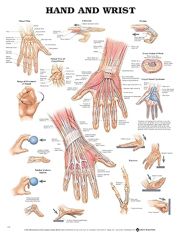 Hand and Wrist Anatomical Chart