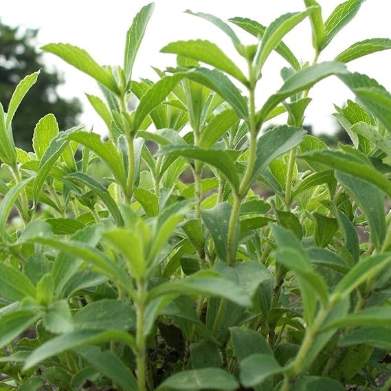 Stevia Seeds (Stevia rebaudiana) 10 Seeds | Packaged in an airtight, watertight glass vial with cotton and moisture-absorbing silica for long-term seed storage.