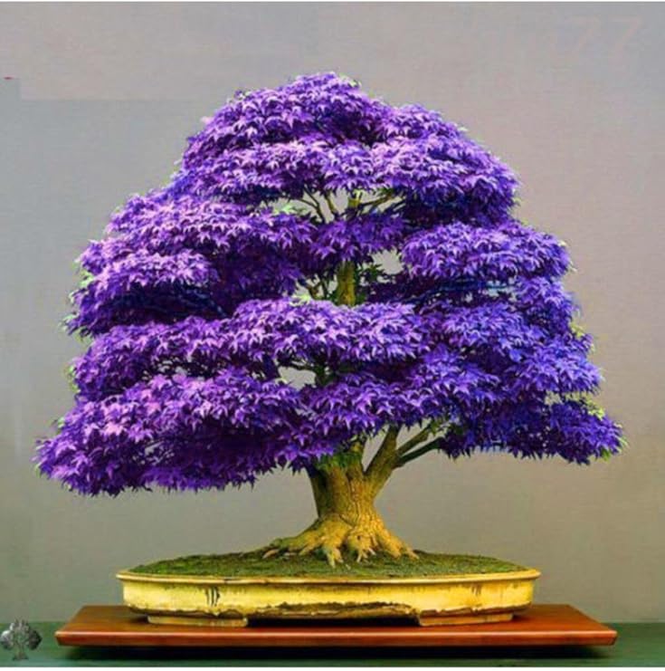 My Seed World is Dwarf Purple Azalea Bonsai Tree Seed 5 Seeds