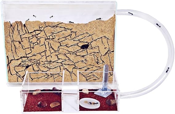 Sand Ant Farm Medium (Anthill, Formicarium, Educational, Ants)