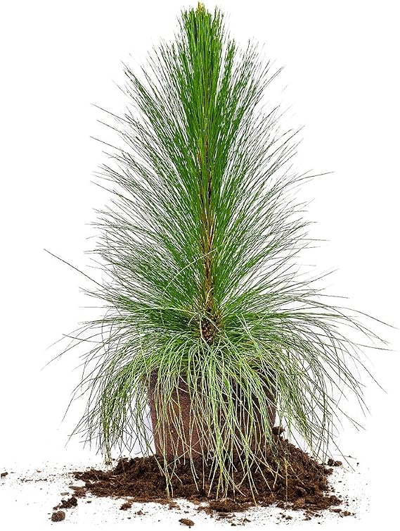 Perfect Plants Longleaf Pine Tree, 3 Gallon, Evergreen Conifer