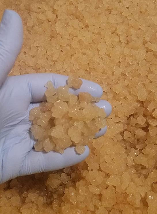 Quarter Cup Florida Sun Kefir Exclusive LIVE Prickly Pear Cactus Nodules Virgin Water Kefir Grains Unused
