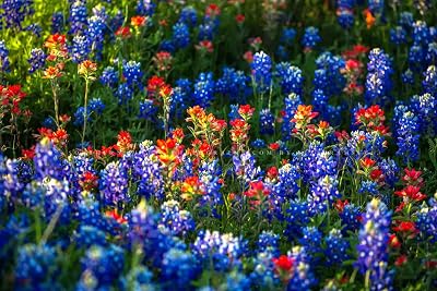 Wildflower Photography Print Not Framed Picture of Bluebonnets and Indian Paintbrush on Spring Day in Texas Flower Wall Art Nature Decor 8 x 10