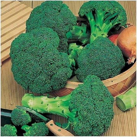 PREMIER SEEDS DIRECT - Broccoli - Calabrese - Green Sprouting - 1000 Seeds